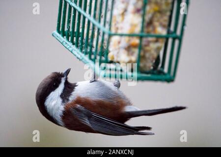 Kastanien-backed chickadee auf nierenfettzufuhr, Snohomish, Washington, USA Stockfoto