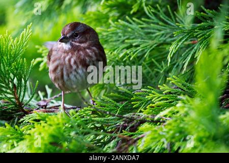 Song sparrow auf den Ästen von Gold Reiter Leyland Zypresse Baum gehockt, Snohomish, Washington, USA Stockfoto