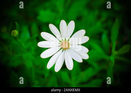 White African Daisy Flower auf grünem Hintergrund mit Vignette isoliert. Stockfoto