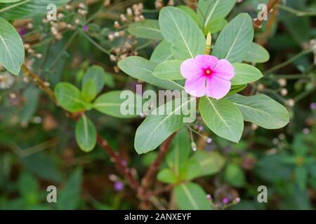 Das madagassische Periwinkle blüht auf grünem Blattgrund Stockfoto