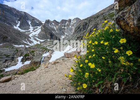 Gelbe Wildblumen wachsen unter Felsen entlang in Kolorado Berge Stockfoto