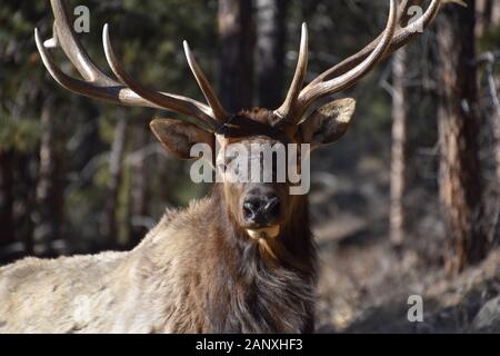 Versteckte Wiese Elk Stockfoto