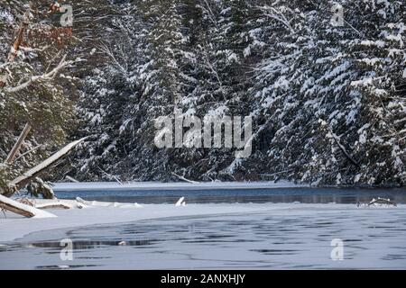 Schnee decken Evergreens beugte sich über einem vereisten See in Ontario Kanada im Januar. Stockfoto