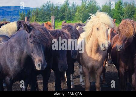 Schöne zwei Islandpferde auf einem Bauernhof in der Nähe von Reykjavik, Island Stockfoto