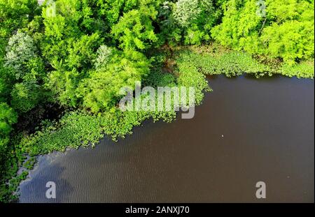 Die Luftansicht der grünen Bäume und Wasserpflanzen entlang Becks Pond, Newark, Delaware, U.S.A Stockfoto