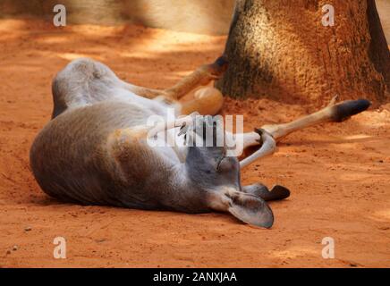 Ein ausgewachsenes Känguru, das sich auf dem Boden niederlegt und schläft Stockfoto