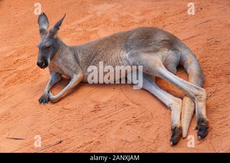 Ein erwachsenes Känguru, das sich auf dem Boden niederlegt und entspannt Stockfoto
