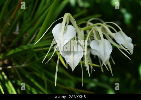 Wassertropfen auf Dame der Nacht orchid (Brassavola Nodosa) Blüte mit Dark Green Bush im Hintergrund, Frische der Pflanzen nach Regen fallen Stockfoto