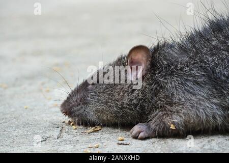 Ratte Schlachtkörpers auf der Straße, Maus tot, Mäuse auf Betonboden Stockfoto