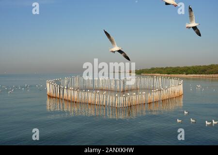 Gruppe von Möwen auf Bambus Stengel in Form eines Herzens im Meer angeordnet, Möwe das Fliegen bei Bang Poo entspannenden Retreat, Zugvögel Stockfoto