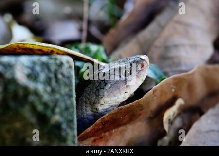 - Nahaufnahme Kopf der Gebänderten kukri Schlange (Oligodon fasciolatus) im Wald, schwarze Streifen auf den Körper von Braun Reptil, giftige Reptil auf dem Boden Stockfoto