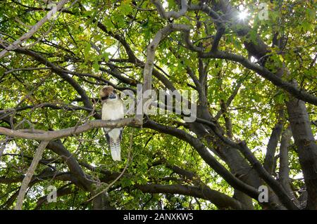 Lachende Kookaburra, wissenschaftlicher Name Dacelo novaeguineae, zog sich in einen Baum, um nach Beute zu suchen Stockfoto