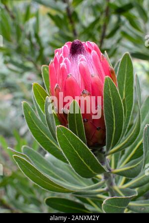 Die schöne, rosarote und rote knospe der protea-blume beginnt sich zu öffnen Stockfoto