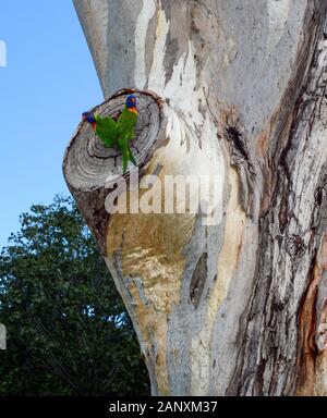 Zwei Regenbogenlorikeets, wissenschaftlicher Name Trichoglossus moluccanus, Vermessung einer Eukalyptusbaumhohle für ein potenzielles Gelege Stockfoto