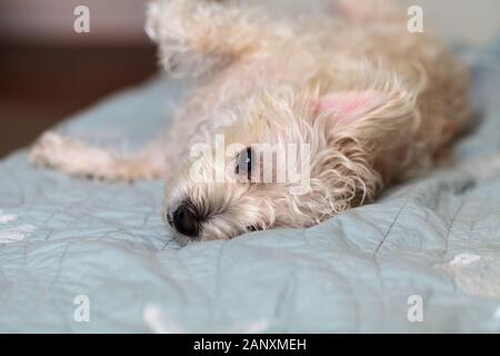 Napping white West Highland Terrier Hund legt auf einem Bett mit blauen Blatt. Stockfoto