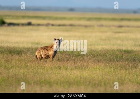 Entdeckt Hyena in einem schönen Abendlicht im Amboseli National Park, Kenia, Afrika Stockfoto