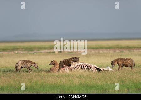 Entdeckt Hyena scavenging auf dem Hippopotamus-Kadaver im Amboseli National Park, Kenia, Afrika Stockfoto