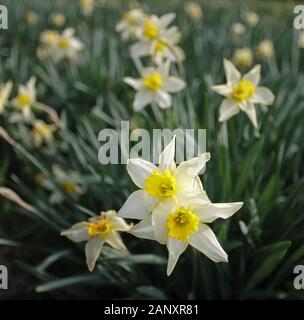 Wilden Narzisse (Narcissus pseudonarcissus) - Hall County, Georgia. Das Schöne Frühjahr blüht der Wilden Narzisse. Der Wilden Narzisse (Narcissus Stockfoto