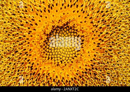 Makro Nahaufnahme Details des goldenen gelb Sonnenblume disk Blümchen mit stigma Details. Natur Pflanze Hintergrund Stockfoto