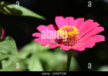 Nahaufnahme Foto von rosa-violett Zinnia Blume. Surakarta, Indonesien. Stockfoto