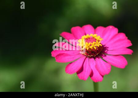 Nahaufnahme Foto von rosa-violett Zinnia Blume. Surakarta, Indonesien. Stockfoto