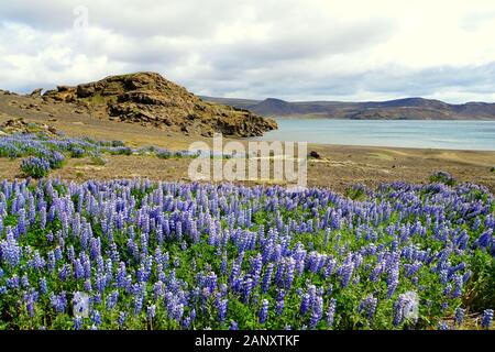 Wunderschönes Feld mit lilafarbenen Lupinenblüten in der Nähe des Kleifarvatnsee, Island Stockfoto