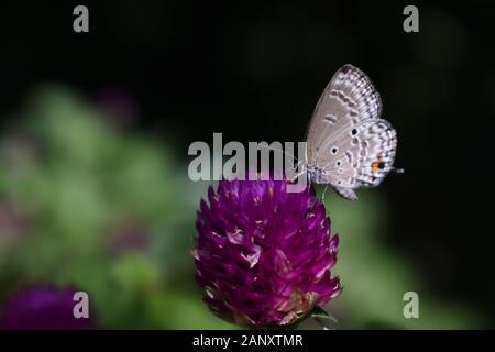 Nahaufnahme Foto von Forget-me-not Butterfly thront auf einem Globus amaranth Blume. Surakarta, Indonesien. Stockfoto