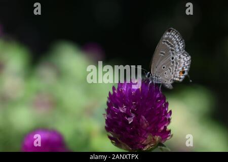 Nahaufnahme Foto von Forget-me-not Butterfly thront auf einem Globus amaranth Blume. Surakarta, Indonesien. Stockfoto