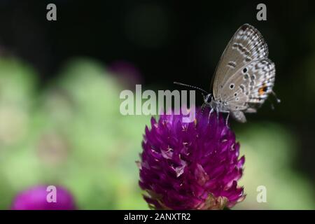 Nahaufnahme Foto von Forget-me-not Butterfly thront auf einem Globus amaranth Blume. Surakarta, Indonesien. Stockfoto