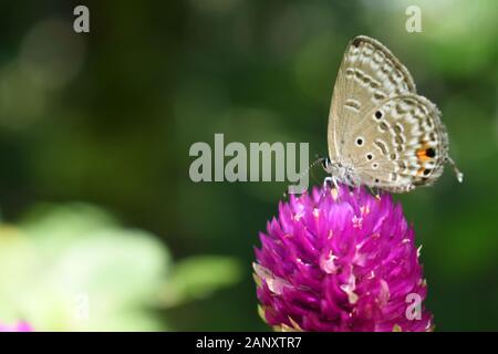 Nahaufnahme Foto von Forget-me-not Butterfly thront auf einem Globus amaranth Blume. Surakarta, Indonesien. Stockfoto