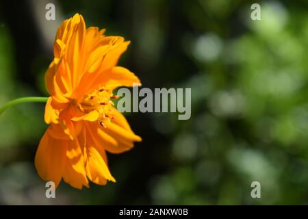 Nahaufnahme Foto von Schwefel Kosmos Blume in der grünen Natur. Surakarta, Indonesien. Stockfoto