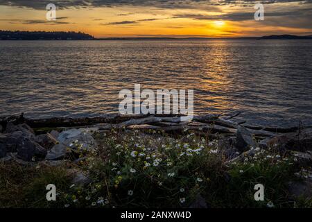 Sonnenuntergang, Puget Sound. Sonnenuntergang über Elliot Bay gesehen von Myrtle Edwards Park über einen Patch von Oxeye Daisys. Elliot Bay ist Teil des Puget Sound auf der Stockfoto