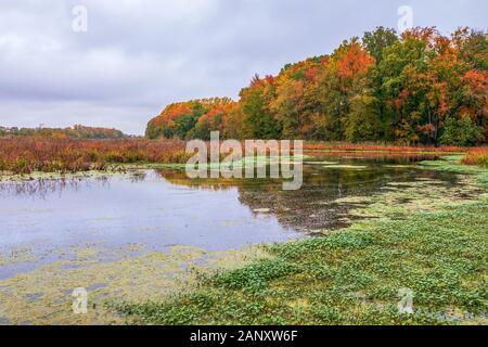 Finis Pool Herbst Laub Landschaft sehen. Bunte Bäume mit Rot, Orange, Gelb, goldenen Farben rund um das Finis Pool. Bombay Haken National Wildlife Re Stockfoto