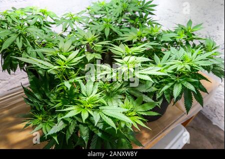 Medizinisches Marihuana Anbau unter mit Entladung hoher Intensität, Metalldampflampen wachsen. Stockfoto