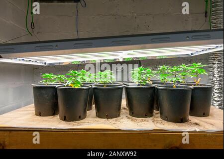 Medizinisches Marihuana Anbau unter T5 flourescent wachsen Lichter. Stockfoto