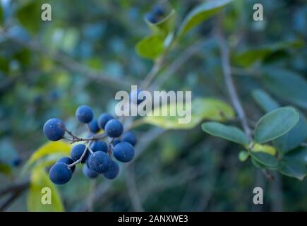 Amerikanische Olive (Cartrema americana, Hall County, Georgia. Reifen der Frucht der amerikanischen Olive. Amerikanische Olive (Osmanthus americanus) ist ein Baum native Stockfoto