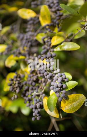 Amerikanische Olive (Cartrema americanus) - Hall County, Georgia. Amerikanische olive Beeren (Steinfrüchte) hing die braches unter den farbigen Herbst Laub. Stockfoto