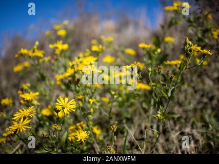 (Camphorweed Heterotheca subaxillaris), Hall County, Georgia. Camphorweed blühen auf einer Straße - bank-Seite im November. (Camphorweed Heterotheca subaxilla Stockfoto