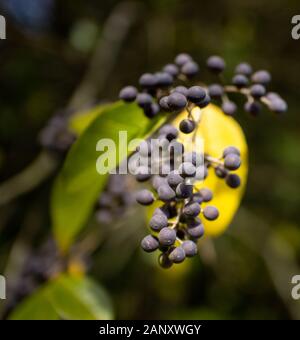 Amerikanische Olive (Cartrema americanus) - Hall County, Georgia. Amerikanische olive Beeren (Steinfrüchte) hing die braches unter den farbigen Herbst Laub. Stockfoto