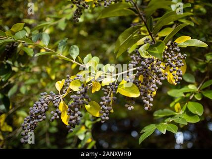 Amerikanische Olive (Cartrema americanus) - Hall County, Georgia. Amerikanische olive Beeren (Steinfrüchte) hing die braches unter den farbigen Herbst Laub. Stockfoto