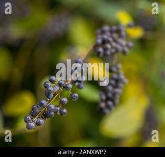 Amerikanische Olive (Cartrema americanus) - Hall County, Georgia. Amerikanische olive Beeren (Steinfrüchte) hing die braches unter den farbigen Herbst Laub. Stockfoto