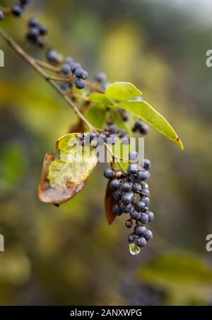 Amerikanische Olive Obst (Cartrema americana, Hall County, Georgia. Wassertropfen hängen von den Beeren auf einem amerikanischen Olivenbaum amerikanischen Olive (Osmanthu Stockfoto