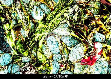 Hering Eier, Kelp und Strand Steine am Ufer des Sitka Sound in der Nähe von Sitka, Alaska, USA. Stockfoto