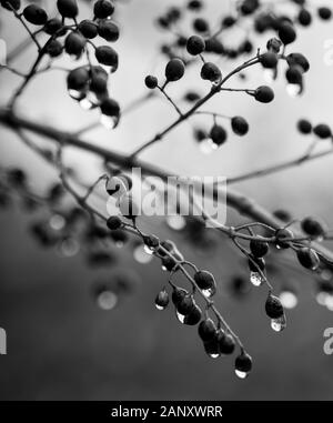 Amerikanische Olive (Cartrema americana, Hall County, Georgia. Regen fällt das Festhalten an der Ende November Beeren eines amerikanischen Olivenbaum. Amerikanische Olive ( Stockfoto