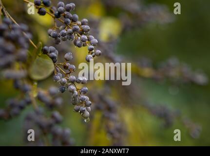 Amerikanische Olive (Cartrema americanus) - Hall County, Georgia. Amerikanische olive Beeren (Steinfrüchte) hing die braches unter den farbigen Herbst Laub. Stockfoto