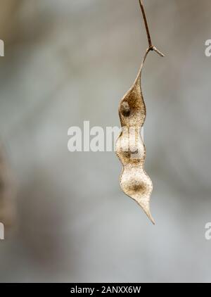 Persischer Seide Baum (Albizia julibrissin) - Hall County, Georgia. Soliary seed Pod eines Mimosa Tree auf einem Dezember Nachmittag. Persischer Seide Baum (Albi Stockfoto