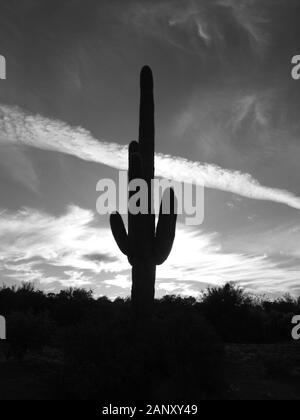 Goldfield Berge entlang der Bush Autobahn außerhalb Mesa, Arizona und der Salt River mit einem großen Silhouette Saguaro Kaktus bei Sonnenuntergang in momotone. Stockfoto