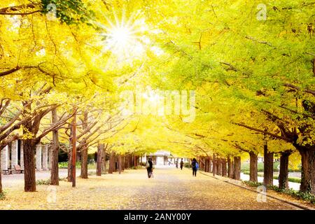 Tokyo, Japan - 6. November 2014: Showa Kinen Memorial Park. Schöne Reiseziel in Japan im Herbst. Tachikawa, Tokio - Japan Stockfoto