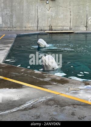 Orlando, FL/USA -1/17/20: Belugawale in SeaWorld Orlando, Florida. Stockfoto