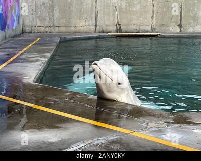 Orlando, FL/USA -1/17/20: Belugawale in SeaWorld Orlando, Florida. Stockfoto